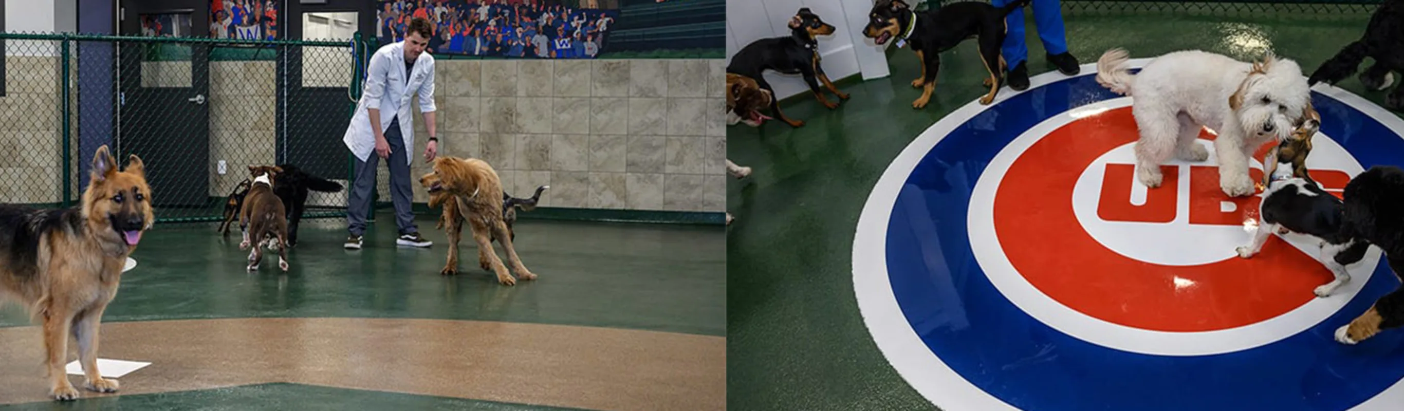 Two images of staff playing with dogs in the daycare room